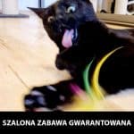 Myszka dla kota z grzechotką ZOLUX1